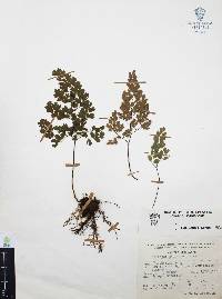 Adiantum andicola image