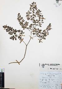 Adiantum andicola image