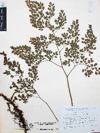 Adiantum andicola image