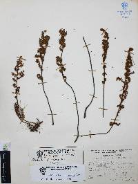 Myriopteris cucullans image