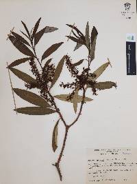 Arctostaphylos arguta image