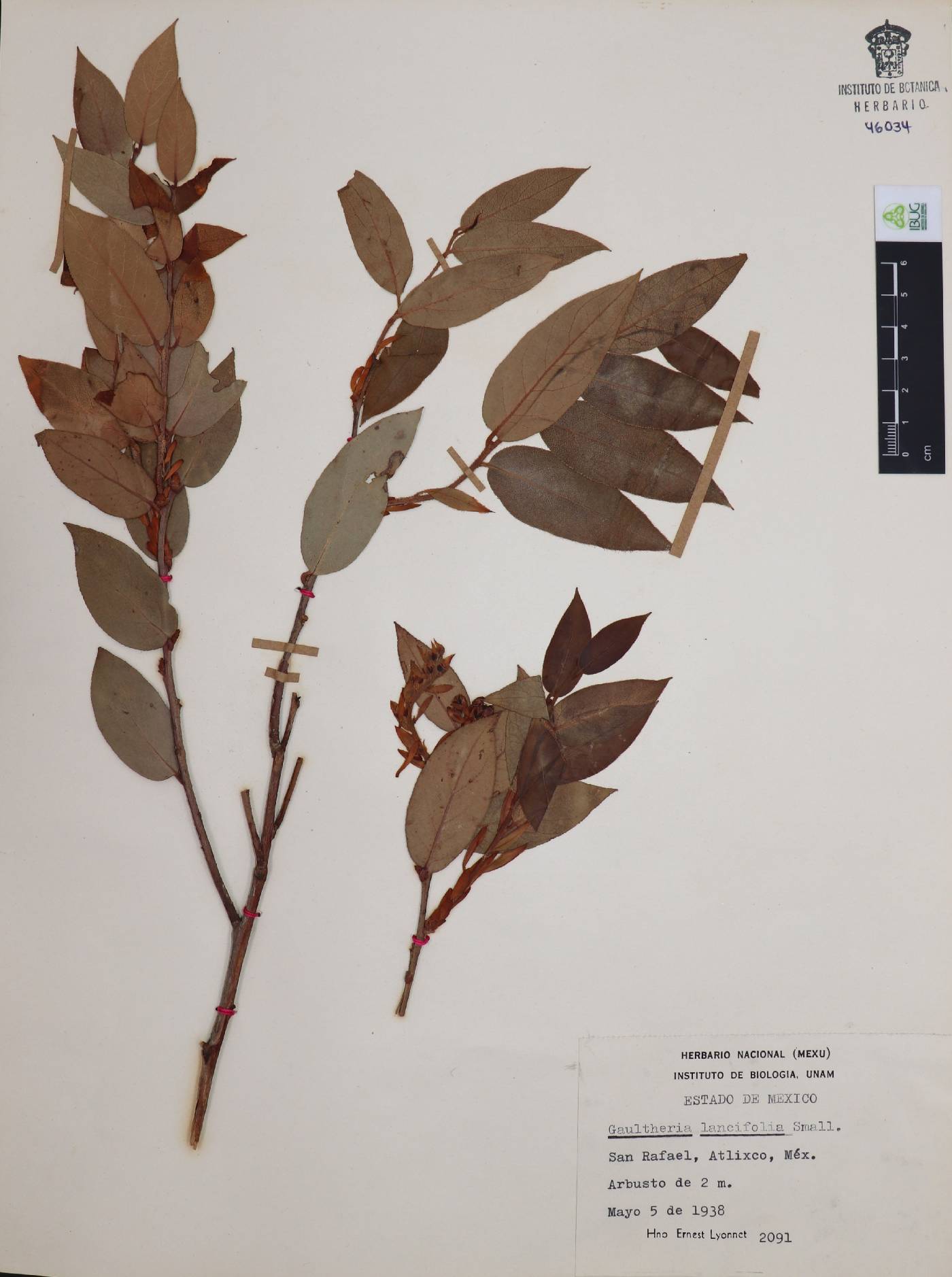 Gaultheria lancifolia image