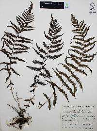 Thelypteris concinna image