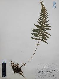 Thelypteris pilosa image