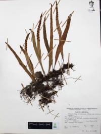 Pleopeltis macrocarpa image