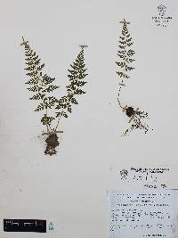 Cystopteris fragilis var. fragilis image