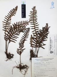 Polypodium sanctae-rosae image