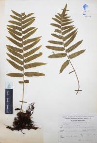Polypodium subpetiolatum image