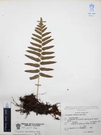 Polypodium subpetiolatum image