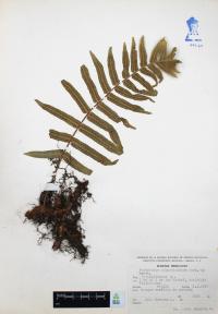 Polypodium subpetiolatum image