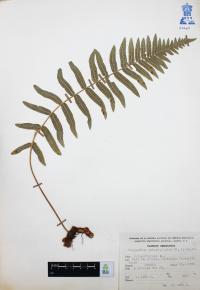 Polypodium subpetiolatum image