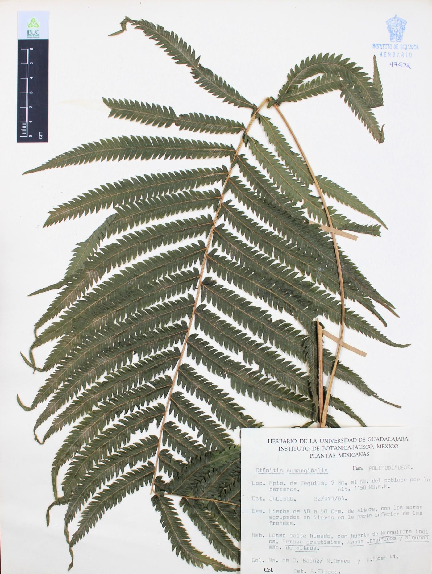 Ctenitis submarginalis image