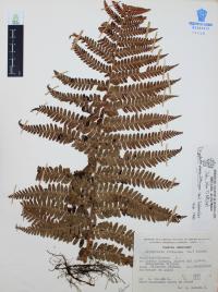Dryopteris pseudo-filix-mas image