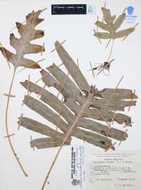 Phlebodium areolatum image