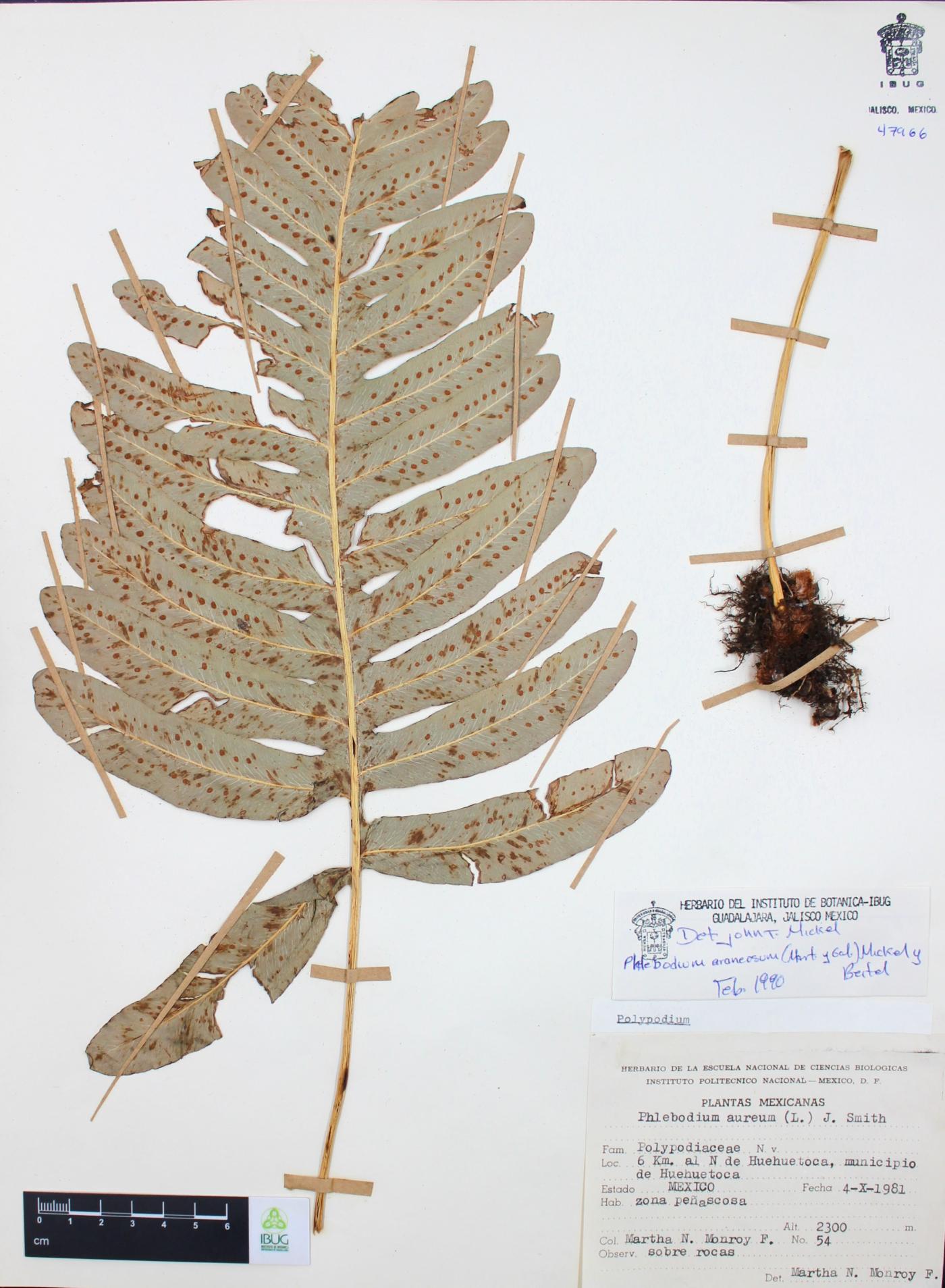 Phlebodium araneosum image