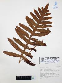 Phlebodium areolatum image
