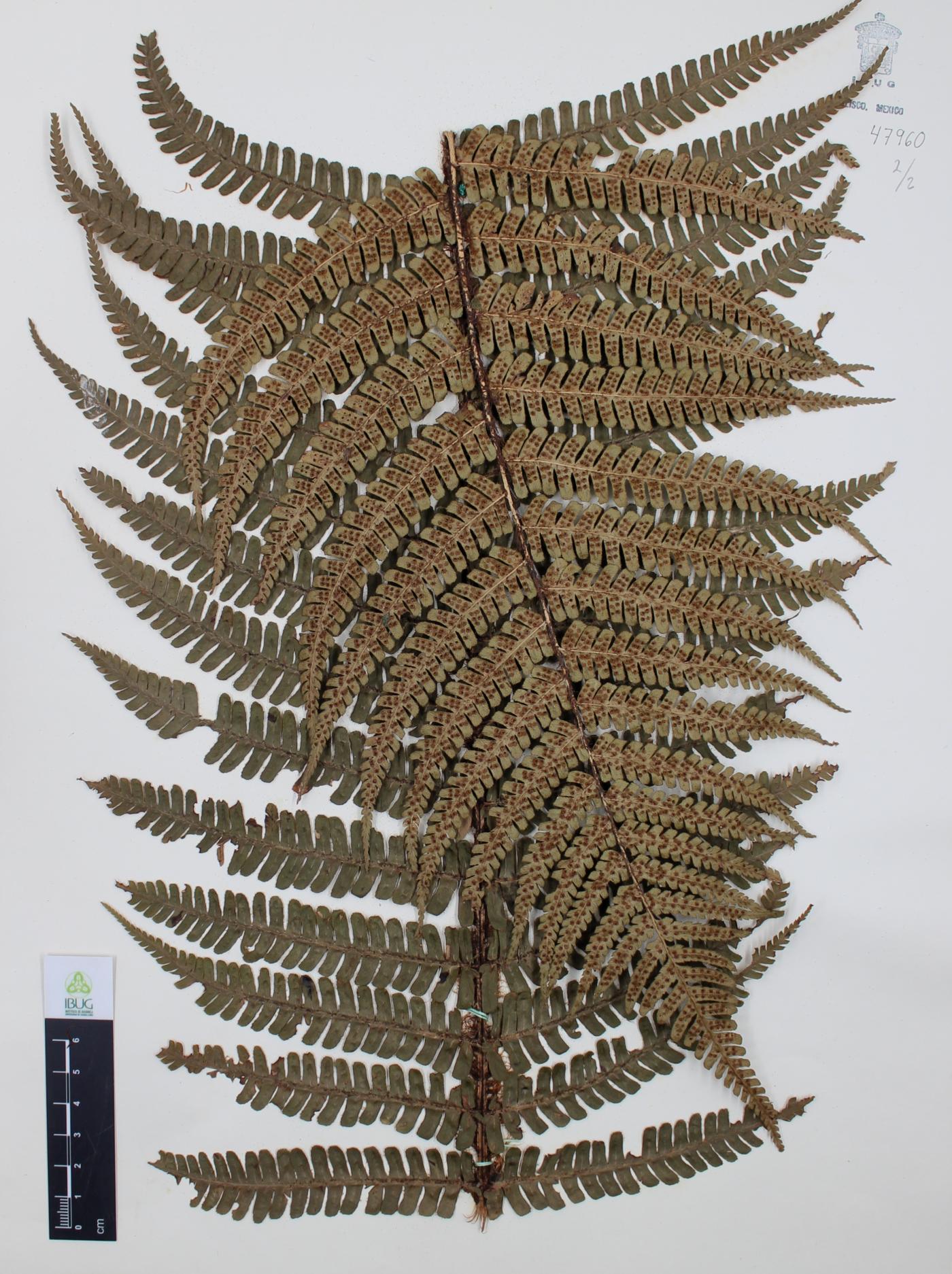Dryopteris wallichiana image