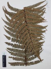 Dryopteris wallichiana image