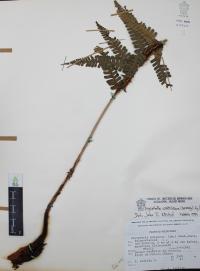 Dryopteris wallichiana image