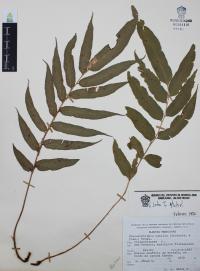 Phanerophlebia nobilis image