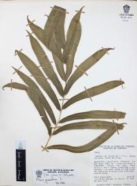 Pteris grandifolia image