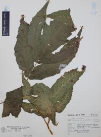 Tectaria heracleifolia image