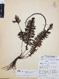 Trichomanes diversifrons image