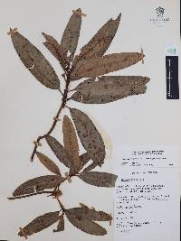 Comarostaphylis discolor subsp. rupestris image