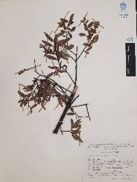 Vaccinium stenophyllum image