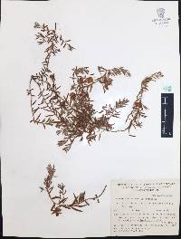 Krameria prostrata image
