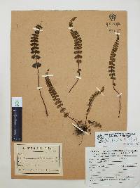 Asplenium castaneum image