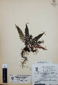 Thelypteris pilosa image