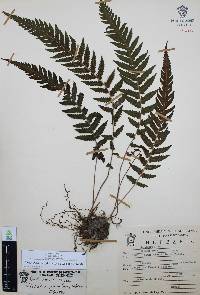 Thelypteris pilosa image