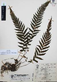 Thelypteris pilosa image