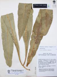 Campyloneurum phyllitidis image