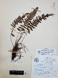 Blechnum glandulosum image