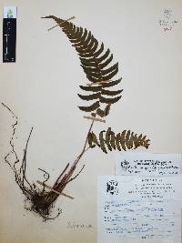 Blechnum glandulosum image