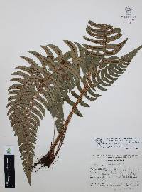 Blechnum glandulosum image