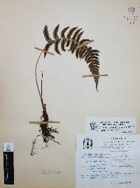 Blechnum glandulosum image