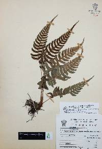 Blechnum glandulosum image