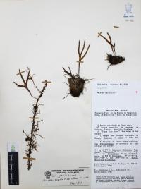 Pleopeltis angusta image