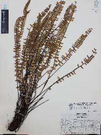 Asplenium monanthes image