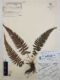 Blechnum appendiculatum image