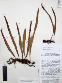 Pleopeltis mexicana image