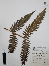 Woodwardia spinulosa image
