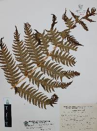 Woodwardia spinulosa image