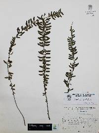 Asplenium sessilifolium image