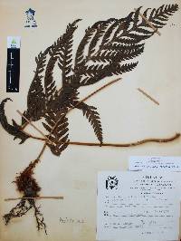 Woodwardia spinulosa image