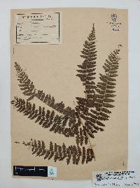 Athyrium arcuatum image