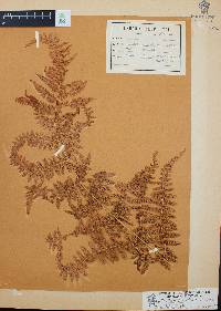 Athyrium arcuatum image